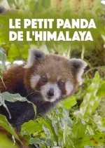 Le Petit Panda De L'Himalaya