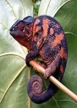 Madagascar, paradis des caméléons