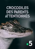 Crocodiles, des parents attentionnés
