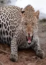 Inde les léopards des montagnes