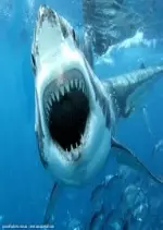 Fantômes des grands fonds: Requins des profondeurs - Documentaires