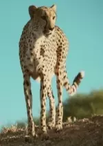 Grandeurs Nature - Le souffle du guépard - Documentaires