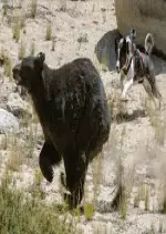 Les chiens traqueurs d'ours du Nevada - Documentaires