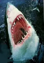 Quand les requins attaquent - Documentaires