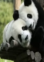 La Vallée Des Pandas - Documentaires