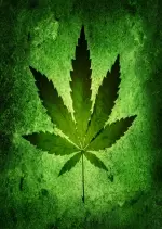 Et si on légalisait le cannabis en France ? - Divertissements