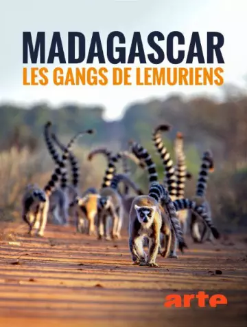 Madagascar : les gangs de lémuriens - VF HD